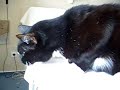 Meine liebe Katze Luzi(fer) ist krank