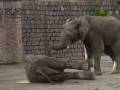 Electrocuted Elephant