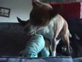 Basenji