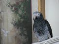 Best so far my Talking African grey ..... 07