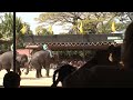 Real Elephants Playing Basketball