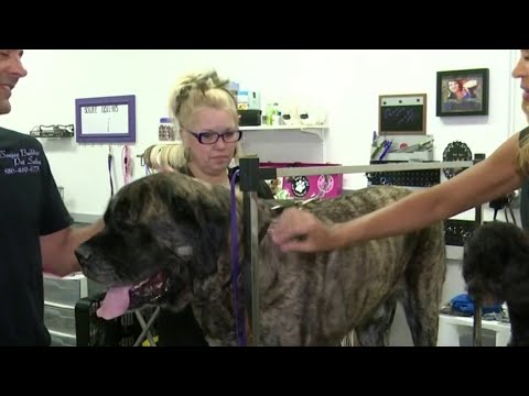 Pet Grooming on Live in the D