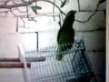 Bird said arabic words