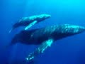 Humpbacks Lament