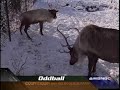 Oddball - Musical Walrus, Reindeer Poop Ornaments