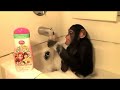 Monkey Takes a Bath