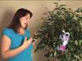 The Money Tree