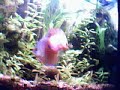 Symphysodon \"red tourquise\"