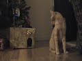 Cat vs. rat