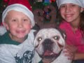 Christmas Bulldogs - Cute in Funny Holiday Costumes
