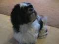 videos de Sammy wants something...