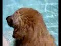 WEBKINZ RIDES HUGE DOG AND GETS ATTACKED AT END OF VIDEO!