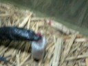 Black tree monitor feeding