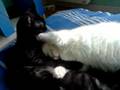 videos de Looma toilette Changa