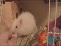 Boris the hamster hogs the Kleenex