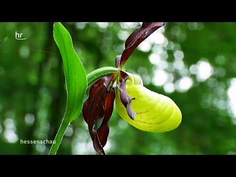 Heimische Orchideen: Orchideen auf heimischen Wiese ...