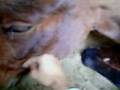 videos de indurain sweet horse