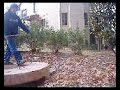 pineboarding