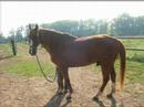 Epona Flamme Epona Flamme