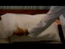 Experience Princess  Cruises