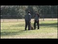 Luigi - SchIII Protection - Belgian Malinois