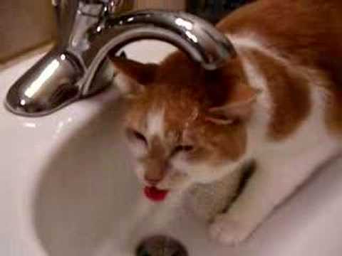 My cat Taz has a drinking problem