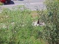 Cik�ni vs. o?rala