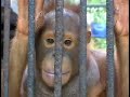 Last of the Orangutans - Borneo