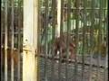 Last of the Orangutans - Borneo
