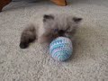Taffy Kitten All Played Out