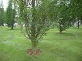 Joyful Trees Arbores Laetae