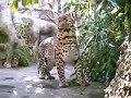 60 Second Naturalist - A Vegetarian Cat