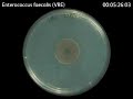 Enterococcus faecalis (VRE) - Zonex