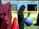 Gorilla in the Big Brother 10 House