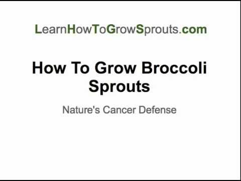 how to grow broccoli sprouts