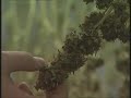 DRUGS DROGEN GROW