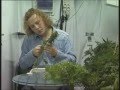 DRUGS DROGEN GROW