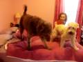 2009-01-06 | argus the labradoodle - 1st day in his new home ~> danny the wheaten meets argus the labradoodle. argus was adopted from ARF in Wainscott NY ... (01:32)