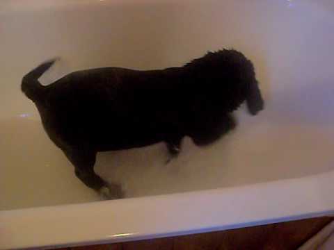 Black Labrador puppy 1st bath