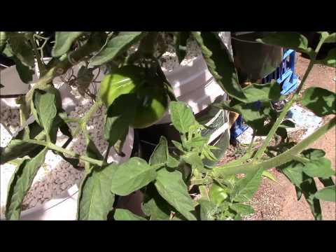 how to transplant ampalaya
