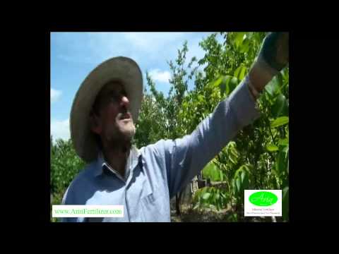 how to fertilize black walnut trees