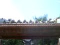 Dexters Ripsaw