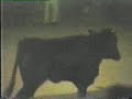 Toro embolao frustrado en Petrel