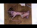 Disecci�n de un cefal�podo