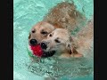 Golden Retrievers