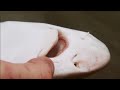 Cool Critters: Sharks of the Bay - KQED QUEST