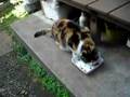 みけねこのみーちゃん