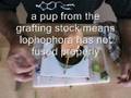 How to graft lophophora part 2