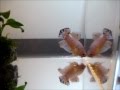 Blue dalmatian fancy dragon giant halfmoon plakat pair