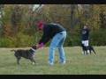 videos de GAGE OHIO WALK & BARK ARK BULLY PITBULL AWARENESS DAY 2008_0003.wmv